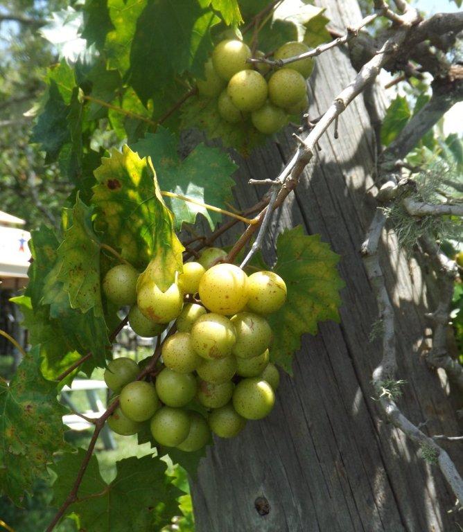 The Wine Cave The Florida Grape Harvest